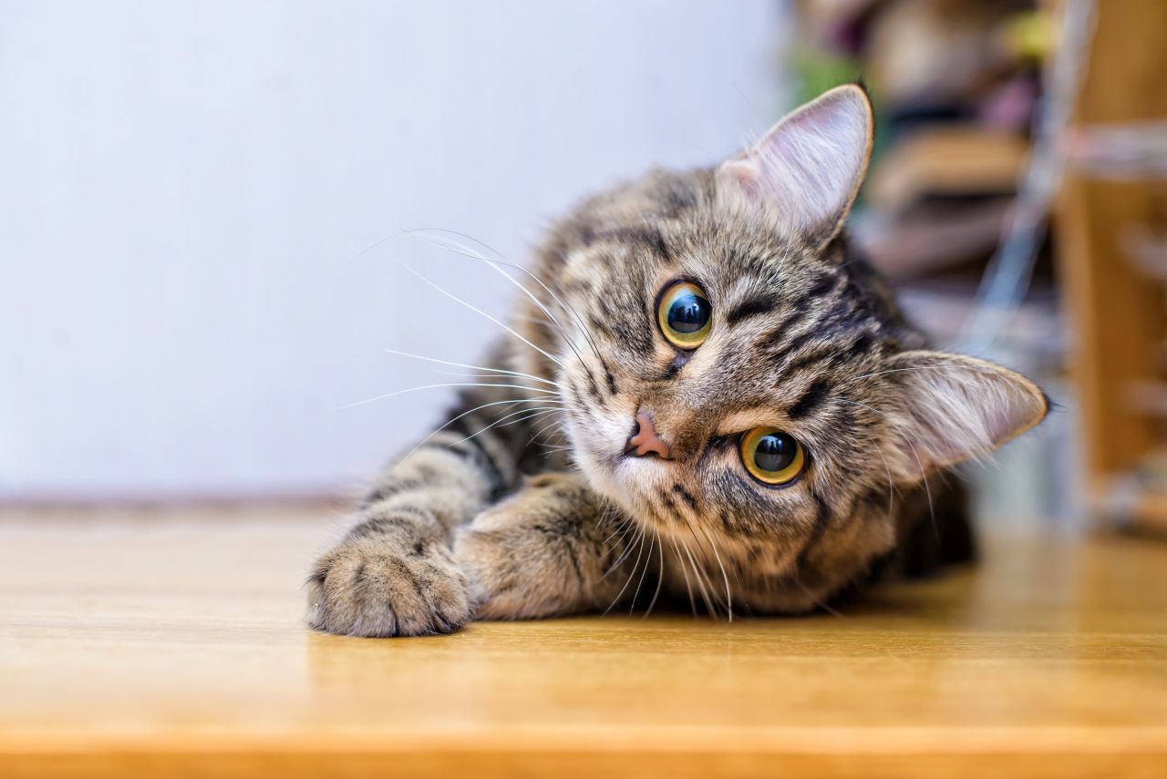 W co należy się zaopatrzyć przed adopcją kota?