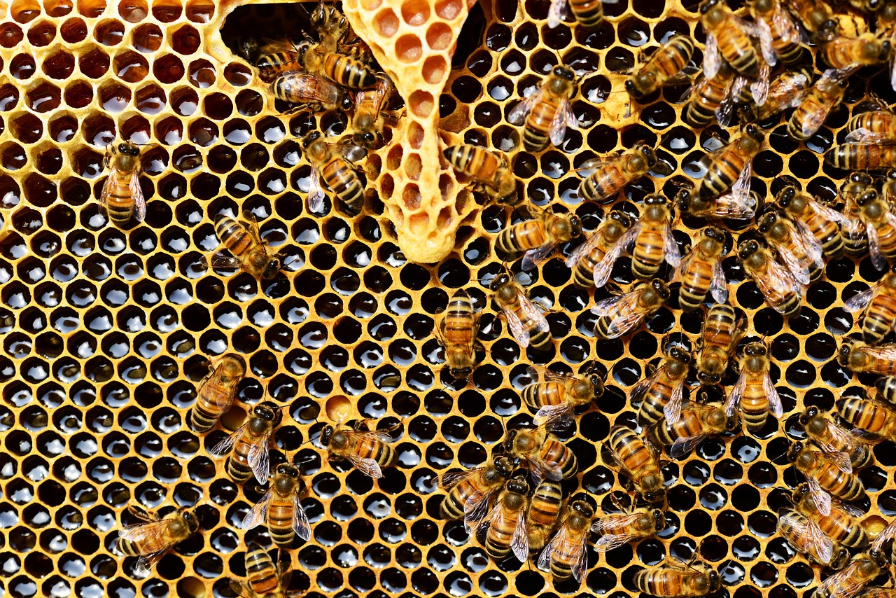 Mleczko pszczele – czym jest i kiedy warto je stosować?